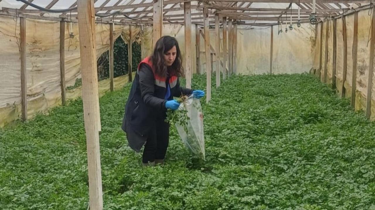 Samsun'da kışlık sebzeler hasat öncesi denetimden geçiyor