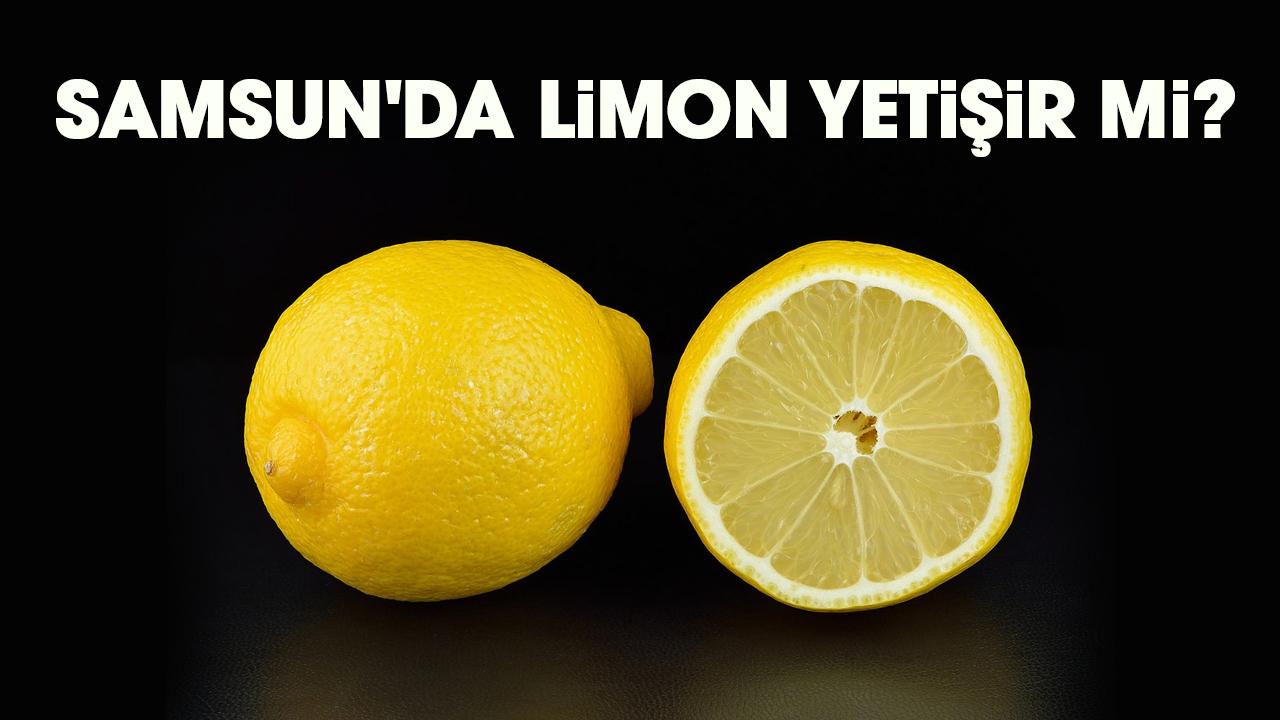 Samsun'da limon yetişir mi?