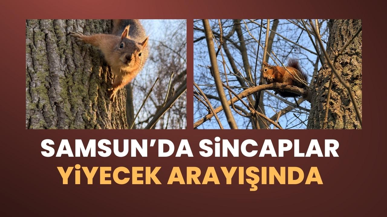 Samsun'da mesire alanındaki sincaplar yiyecek arayışında