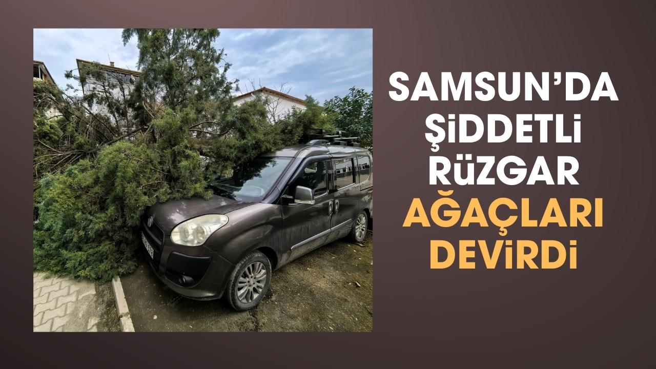 Samsun'da şiddetli rüzgar nedeniyle araçların üzerine ağaç devrildi