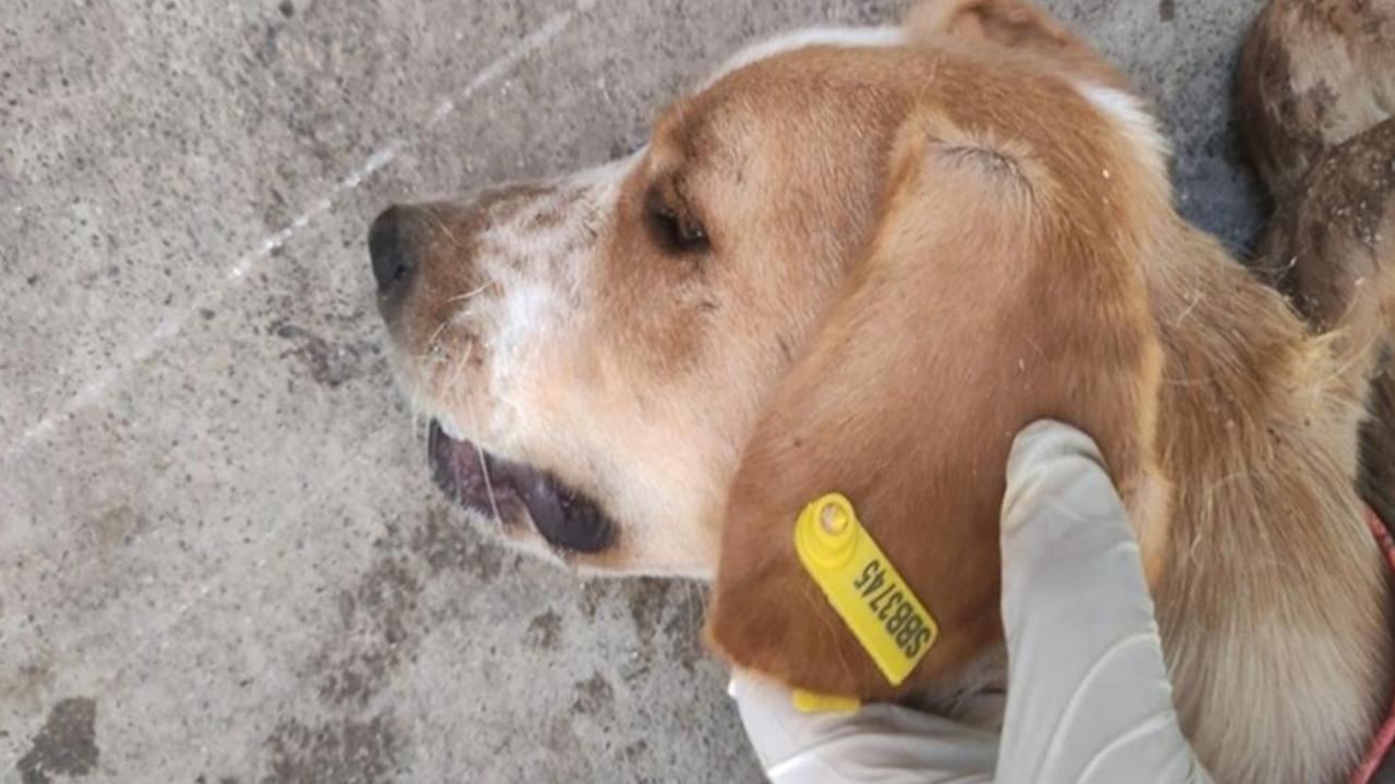 Samsun'da sokak hayvanları için 7,7 milyon TL ödenek