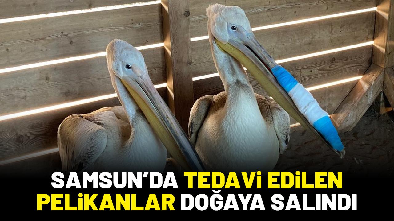 Samsun'da tedavileri tamamlanan pelikanlar doğaya salındı