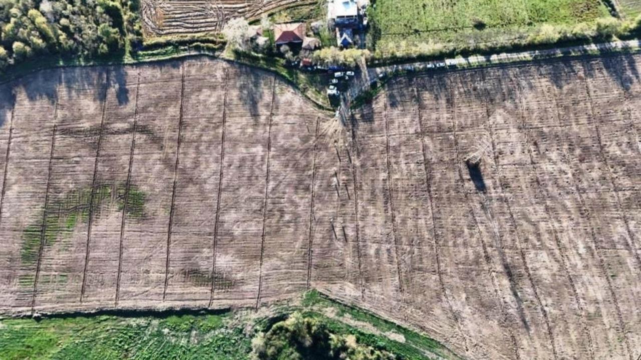 Samsun’da üretilen fidanlar Türkiye'ye nefes oldu