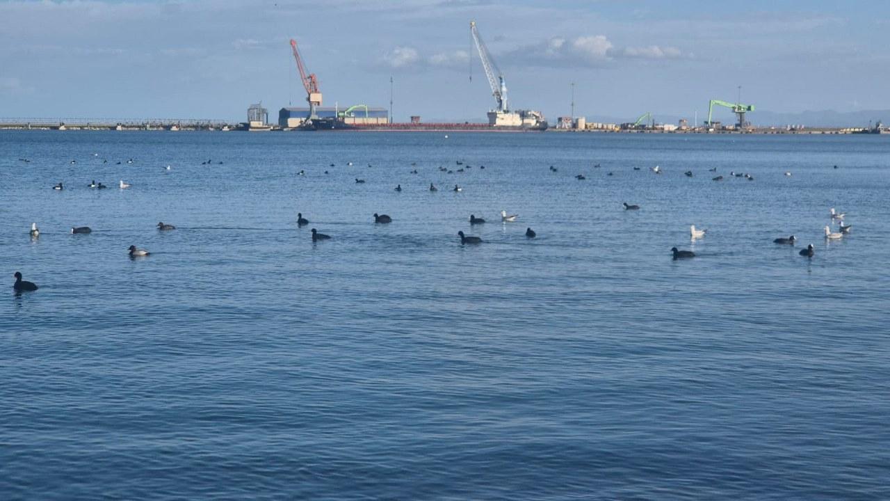 Samsun'da yabani kuşlardan şov yaptı