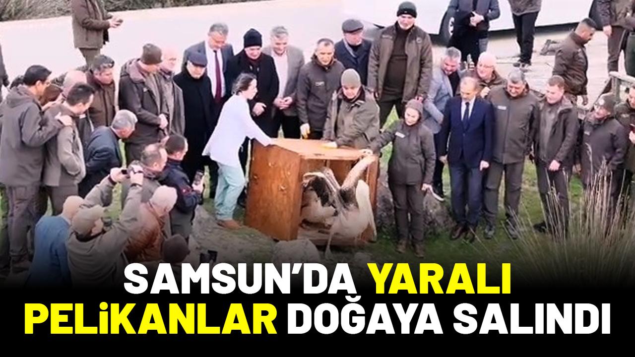 Samsun’da yaralı pelikanlar doğaya salındı