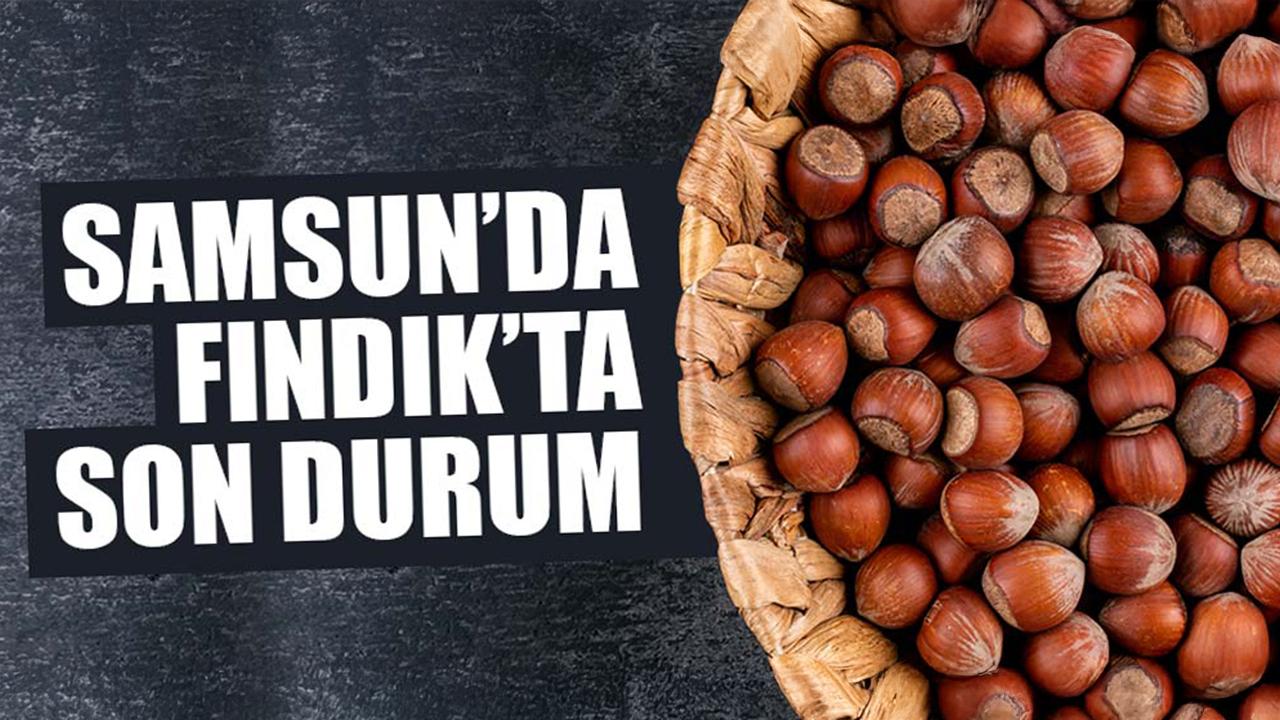 16 Mart Pazartesi fındık fiyatları ne kadar? Samsun'da fındık fiyatları yükseliyor mu? Samsun fındık fiyatları