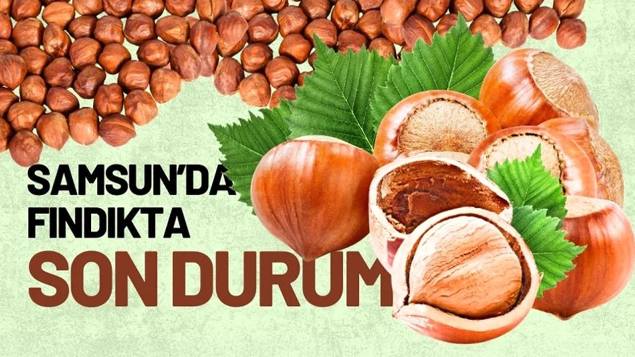 19 Mart Perşembe fındık fiyatları ne kadar? Samsun'da fındık fiyatları yükseliyor mu? İşte son durum