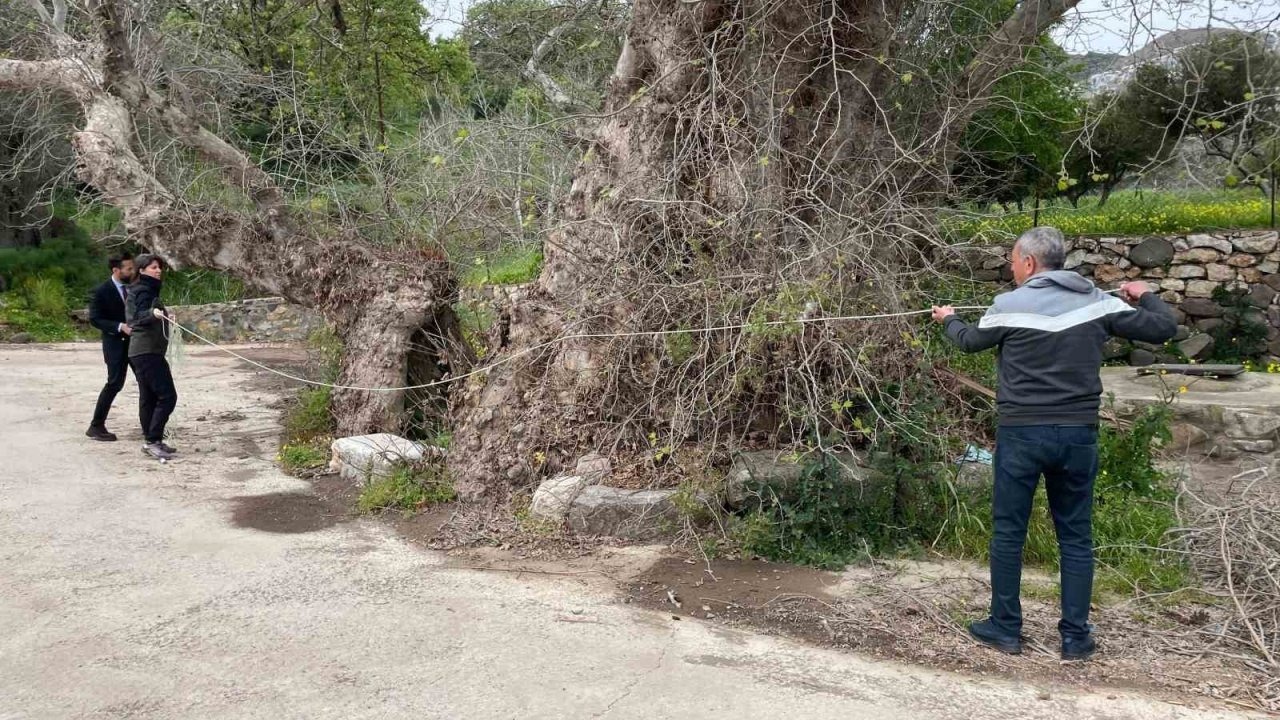 2 bin yıllık dev çınar keşfedildi