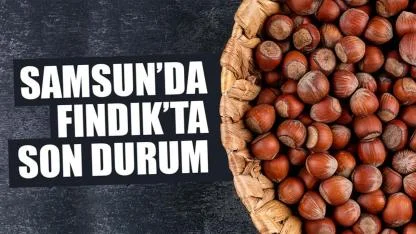 22 Mart Pazar fındık fiyatları ne kadar? Samsun'da fındık fiyatları yükseliyor mu? Samsun fındık fiyatları