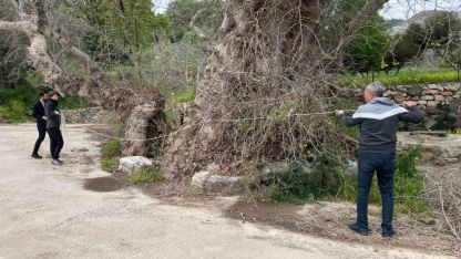 2 bin yıllık dev çınar keşfedildi