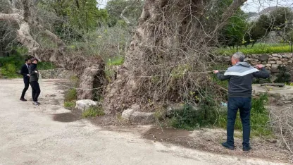 2 bin yıllık dev çınar keşfedildi