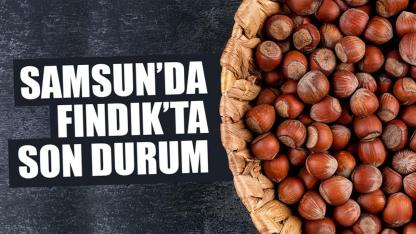 7 Mart Cumartesi fındık fiyatları ne kadar? Samsun'da fındık fiyatları yükseliyor mu? Samsun fındık fiyatları