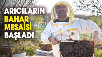 Bafra’da arıcıların bahar mesaisi başladı