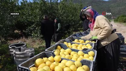 Dikenli limon üreticinin yüzünü güldürdü