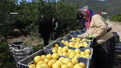 Dikenli limon üreticinin yüzünü güldürdü