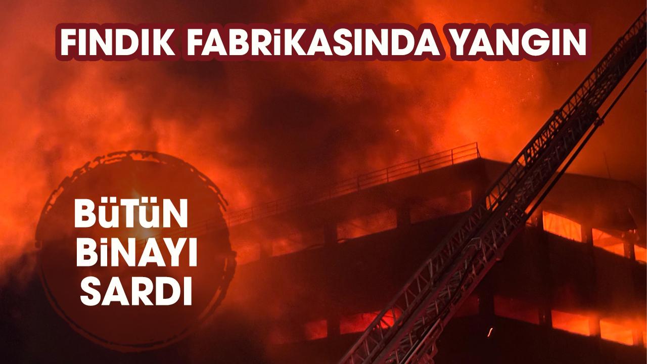 Fındık fabrikasında yangın! Bütün binayı sardı