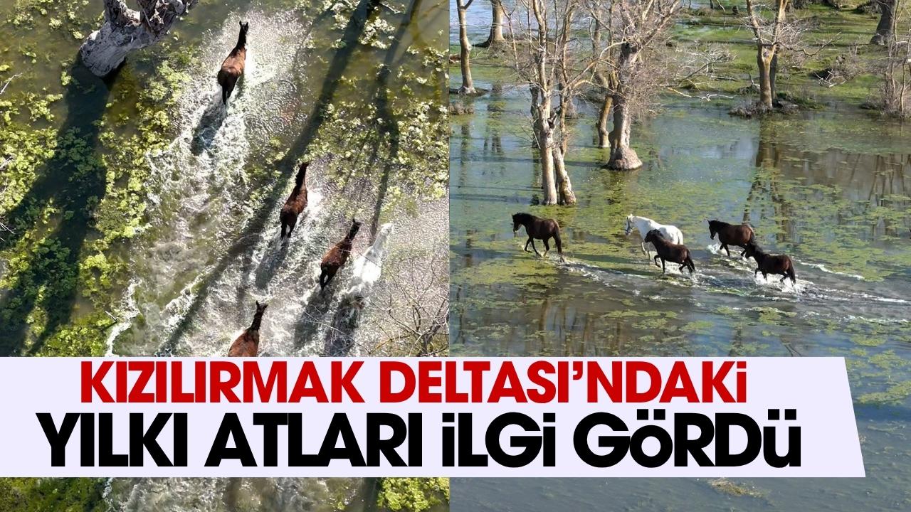 Kızılırmak Deltası’nda yılkı atları görüntülendi
