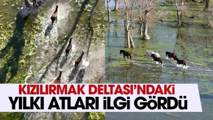 Kızılırmak Deltası’nda yılkı atları görüntülendi