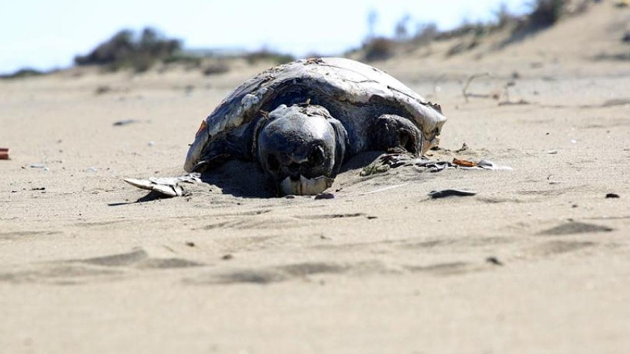 Ölü caretta caretta sahile vurdu
