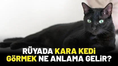 Rüyada kara kedi görmek ne anlama gelir?
