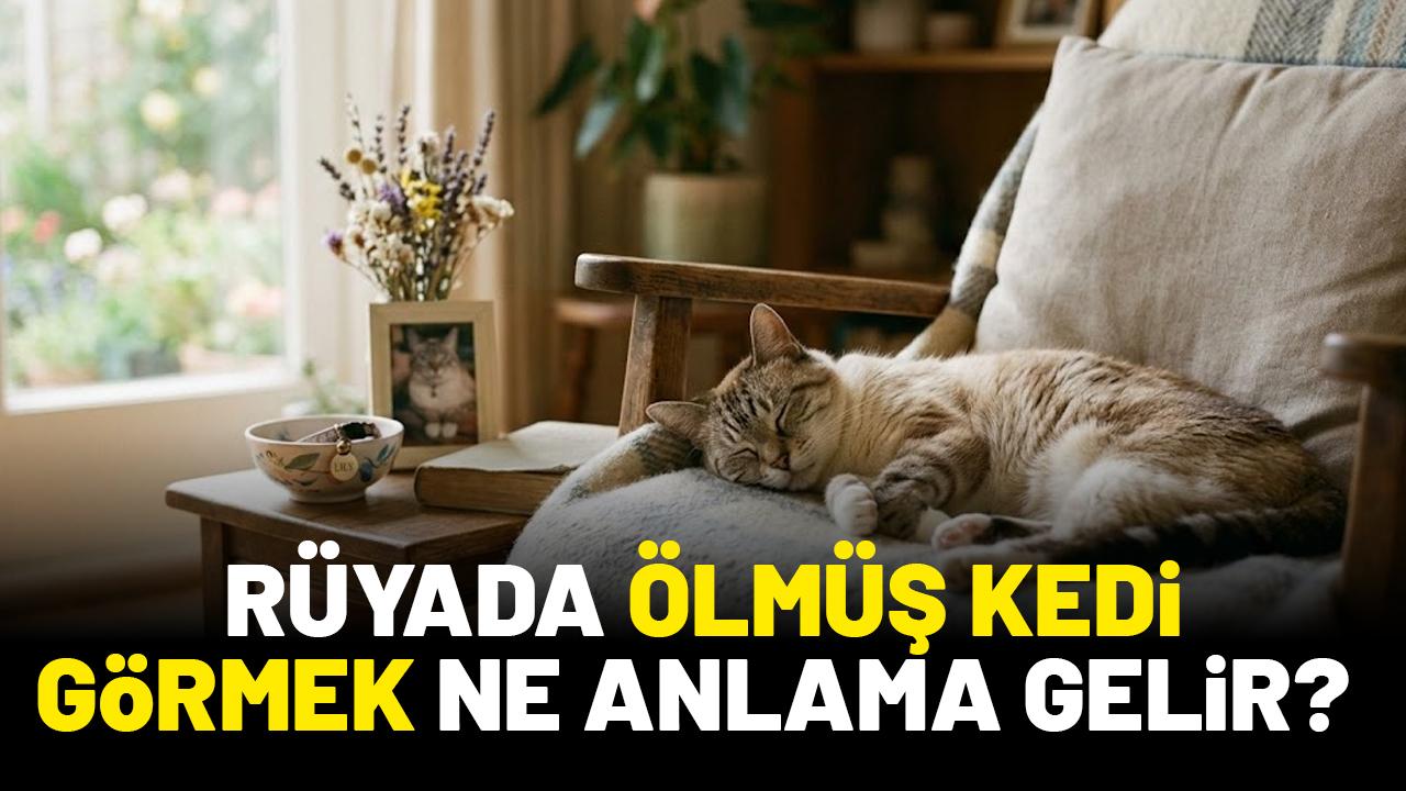 Rüyada ölmüş kedi görmek ne anlama gelir?