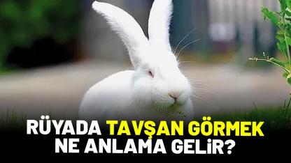 Rüyada tavşan görmek ne anlama gelir?