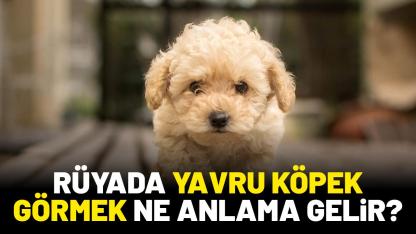 Rüyada yavru köpek görmek ne anlama gelir?