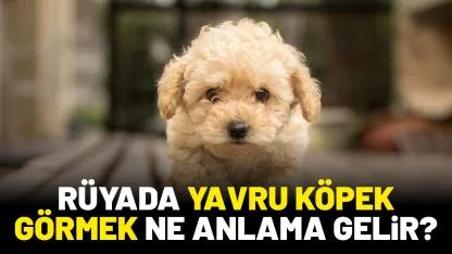 Rüyada yavru köpek görmek ne anlama gelir?