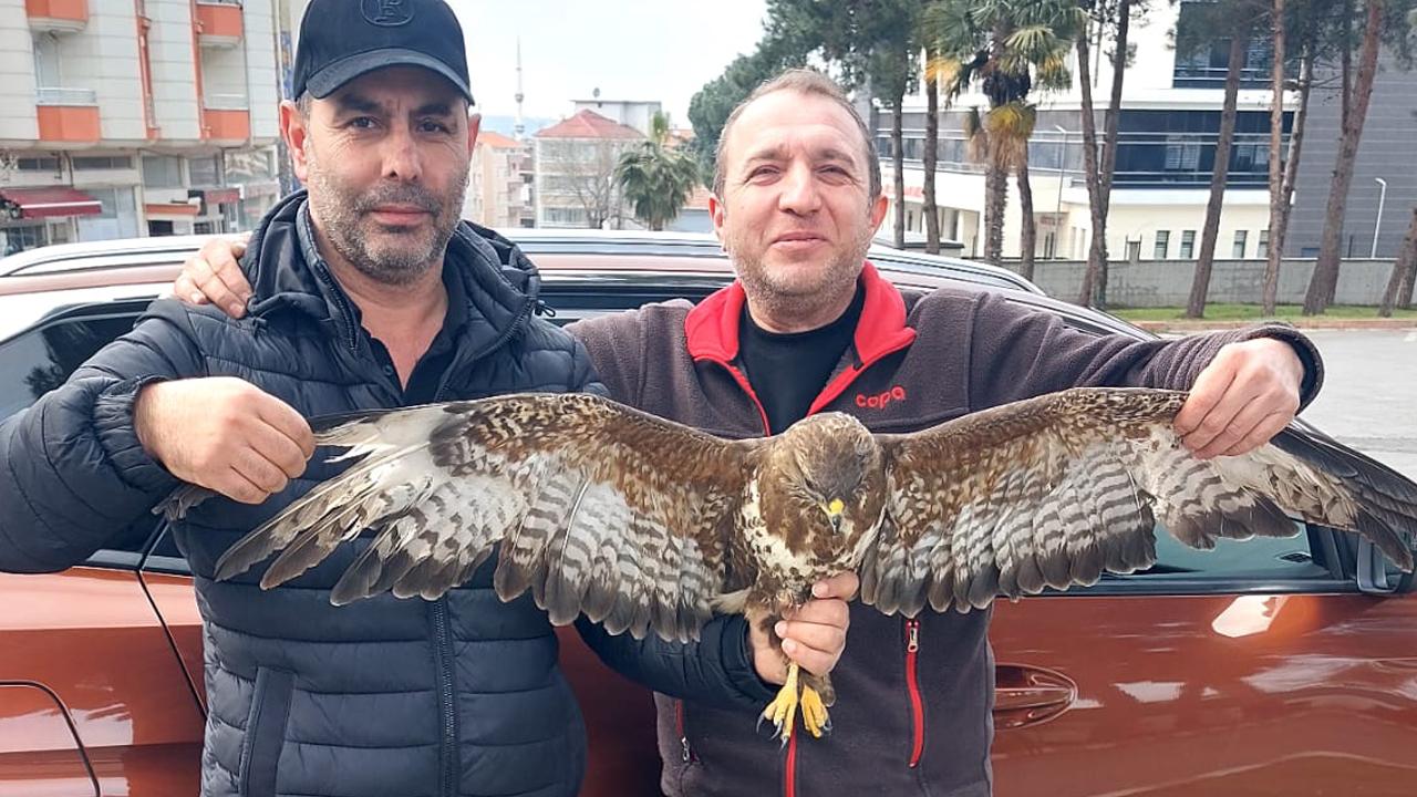 Samsun Bafra'da yaralı kızıl şahine mahalleli sahip çıktı