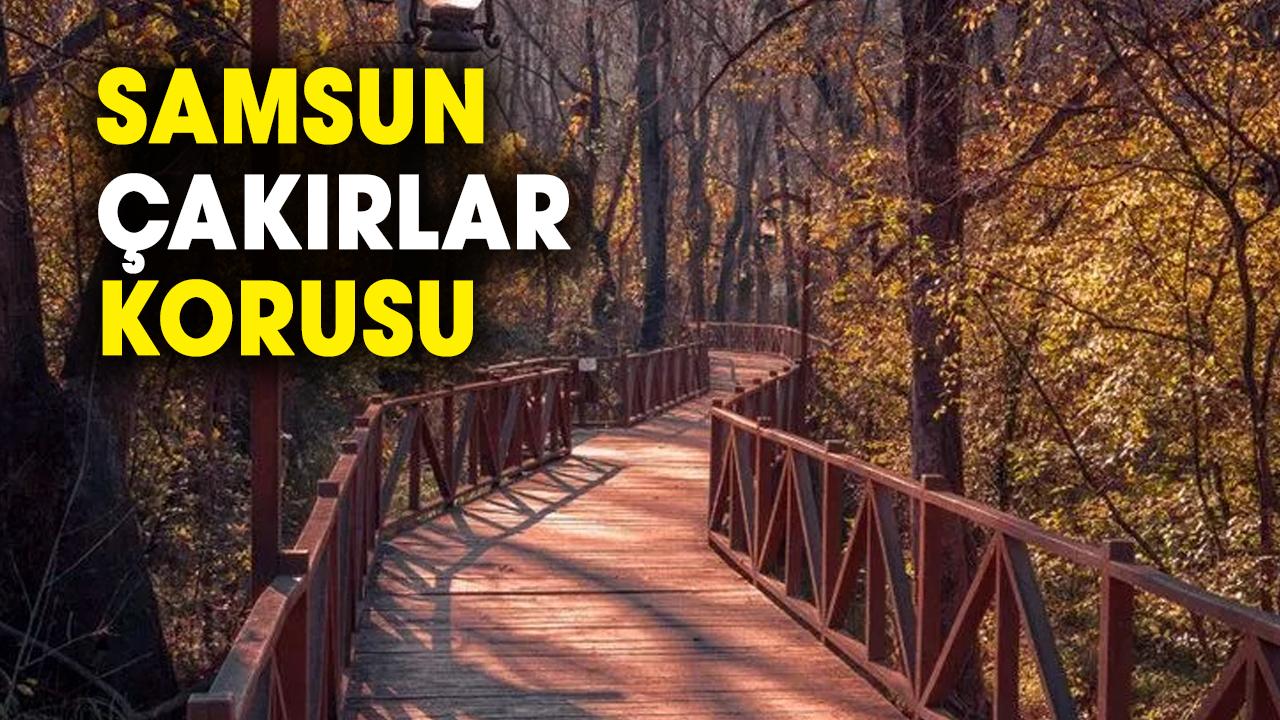 Samsun Çakırlar Korusu