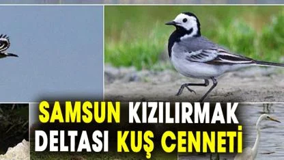 Samsun Kızılırmak Deltası Kuş Cenneti