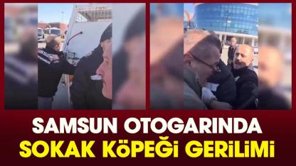 Samsun otogarında sokak köpeği gerilimi