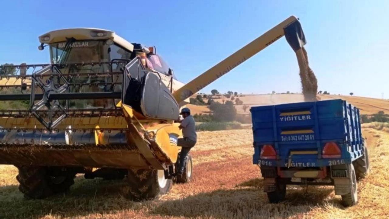 Samsun Türkiye’nin yem bitkisi ihtiyacını karşılıyor