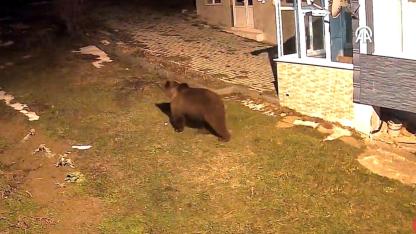 Samsun'da ayı evin bahçesine girdi