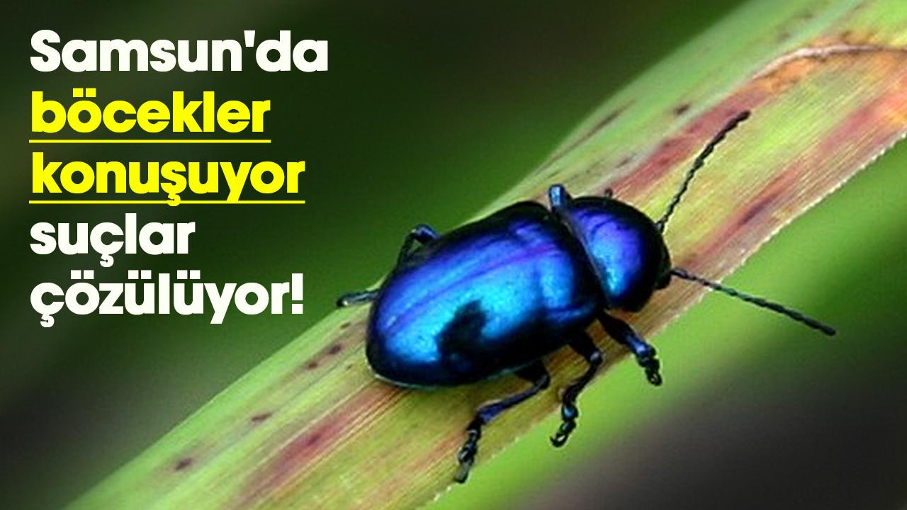 Samsun'da böcekler konuşuyor, suçlar çözülüyor!