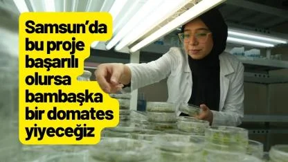 Samsun’da bu proje başarılı olursa bambaşka bir domates yiyeceğiz