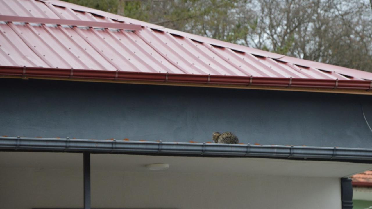 Samsun'da çatıda kalan kedi itfaiyeyi alarma geçirdi