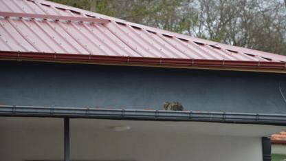 Samsun'da çatıda kalan kedi itfaiyeyi alarma geçirdi