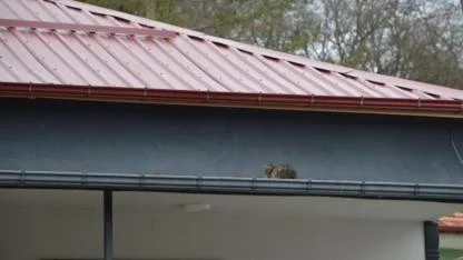 Samsun'da çatıda kalan kedi itfaiyeyi alarma geçirdi