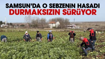Samsun’da çiftçiler oruç demeden çamurun içinde o sebzeyi hasat ediyor