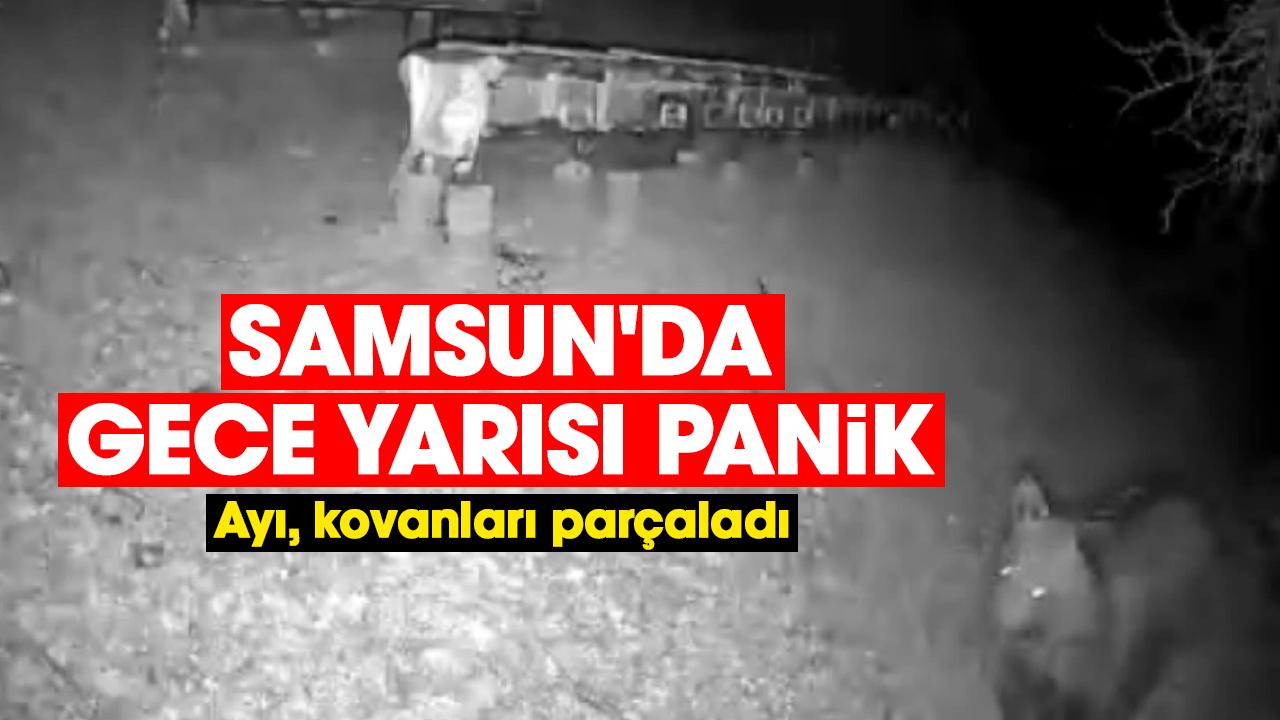 Samsun'da gece yarısı panik: Ayı, kovanları parçaladı