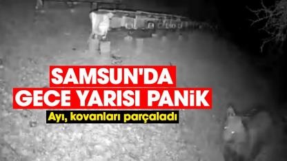 Samsun'da gece yarısı panik: Ayı, kovanları parçaladı
