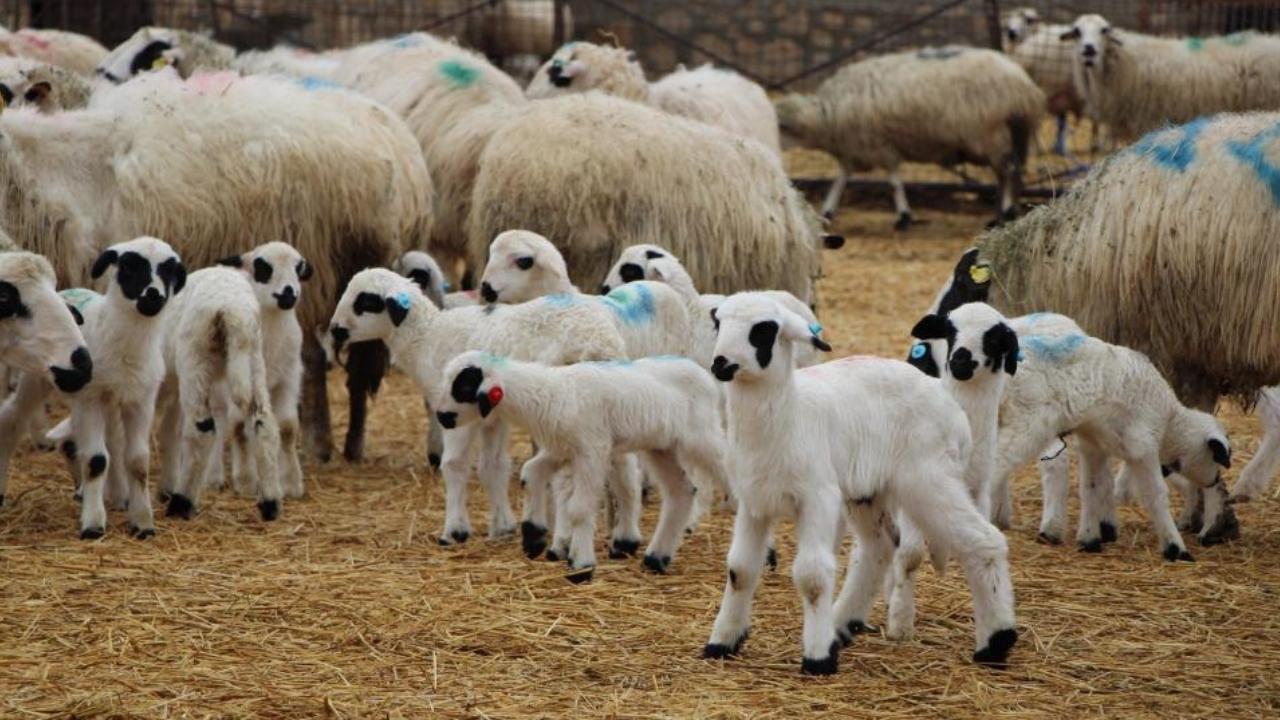 Samsun'da hayvancılara kuzu ve buzağı uyarısı