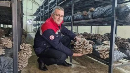 Samsun'da istiridye mantarı üretimi artıyor