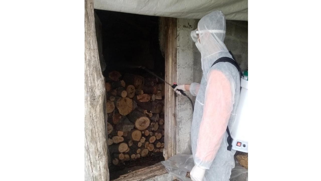 Samsun'da kahverengi kokarca ile mücadele çalışmaları