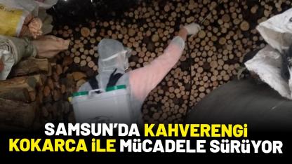Samsun'da kahverengi kokarca ile mücadele sürüyor