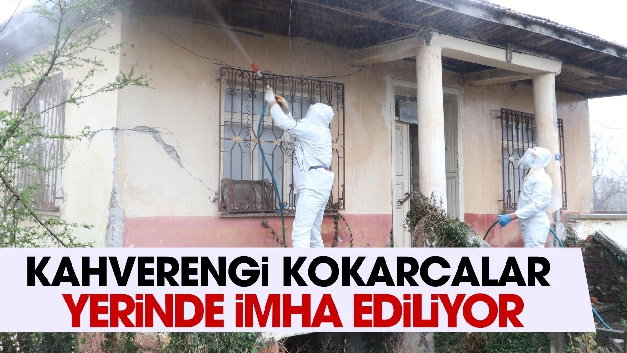 Samsun'da kahverengi kokarcalar imha ediliyor