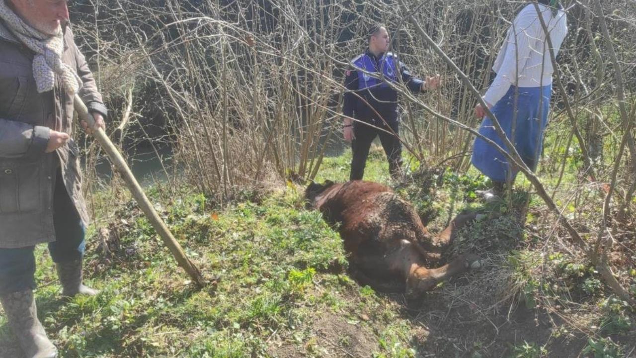Samsun'da kanala düşen inek kurtarıldı