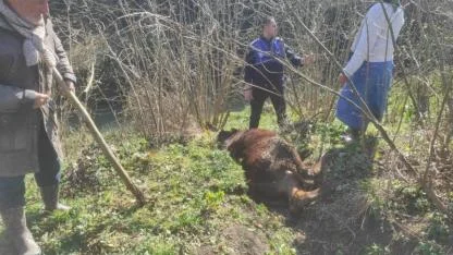 Samsun'da kanala düşen inek kurtarıldı