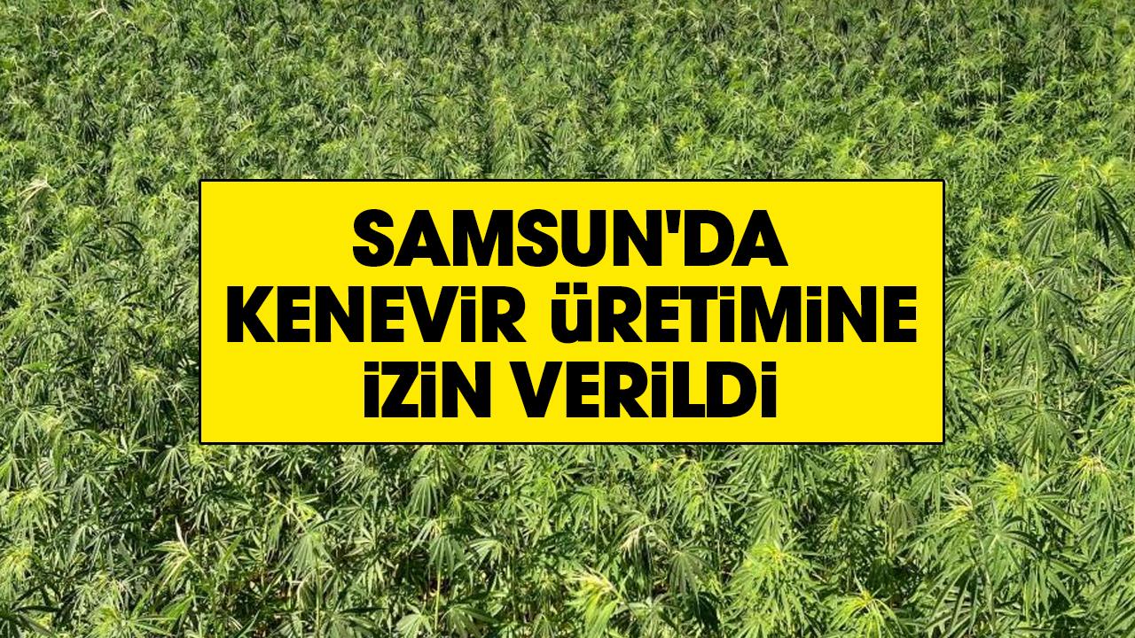 Samsun'da kenevir üretimine izin verildi